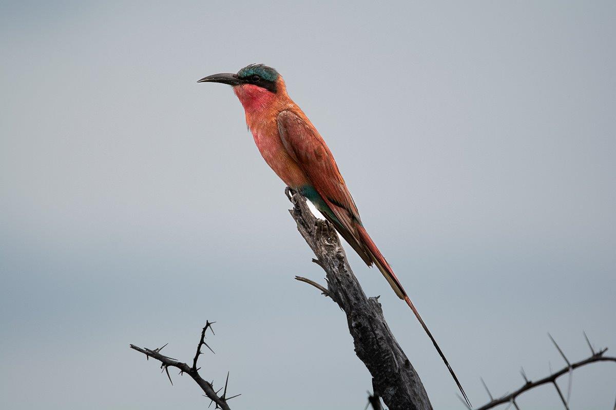 The bright and colourful Southern Carmine Bee Eater. The bright and colourful Southern Carmine Bee Eater.