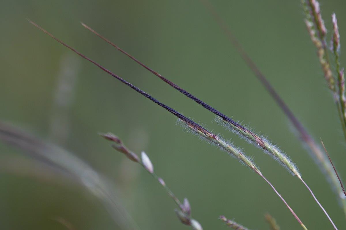 Spear Grass Jp Van Rooyen Spear Grass Jp Van Rooyen