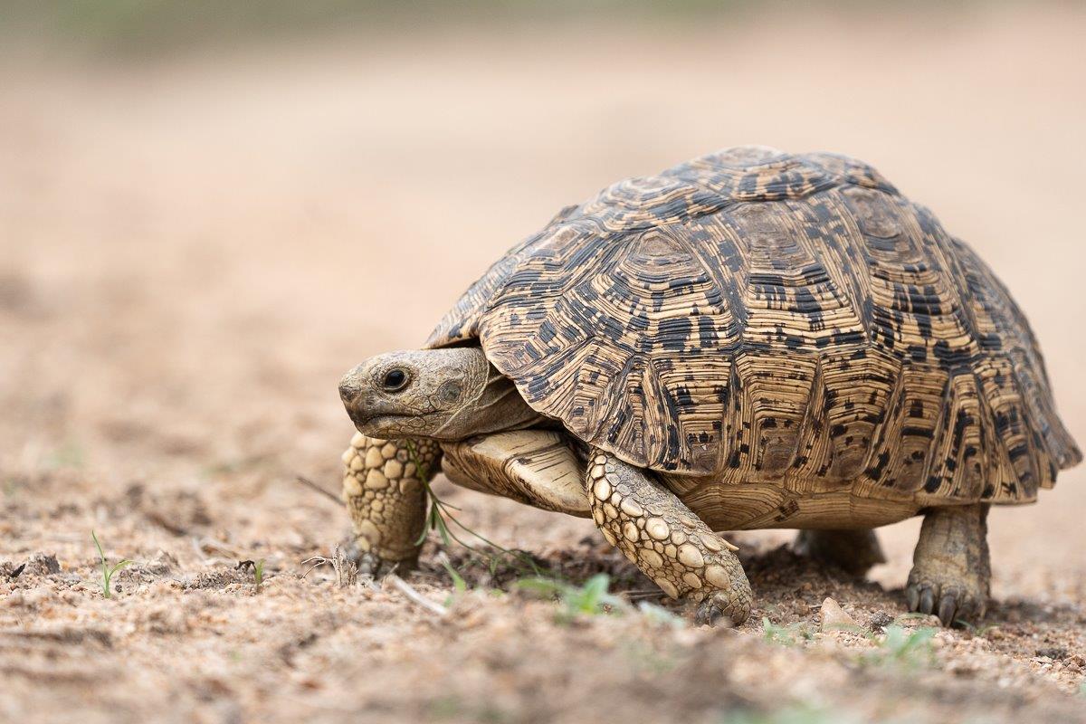 Eating plant matter most of the time, it is known that the Leopard tortoise will also feed on hyena droppings (coprophagia) and chew on animal bones (osteophagia). Eating plant matter most of the time, it is known that the Leopard tortoise will also feed on hyena droppings (coprophagia) and chew on animal bones (osteophagia).