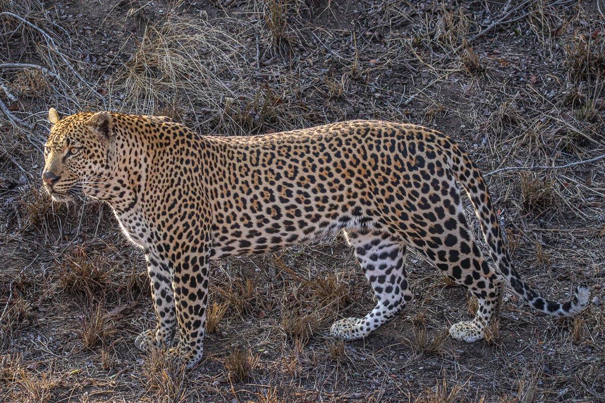 Khulwana appears very confident and has grown significantly in the last few months
