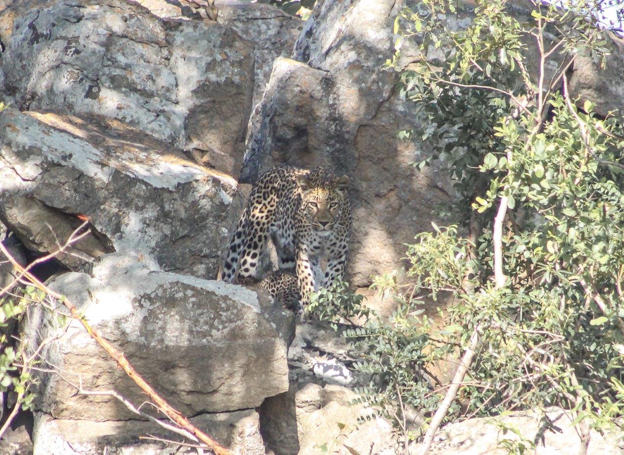 Golonyi protectively stands over her cub. Golonyi protectively stands over her cub.