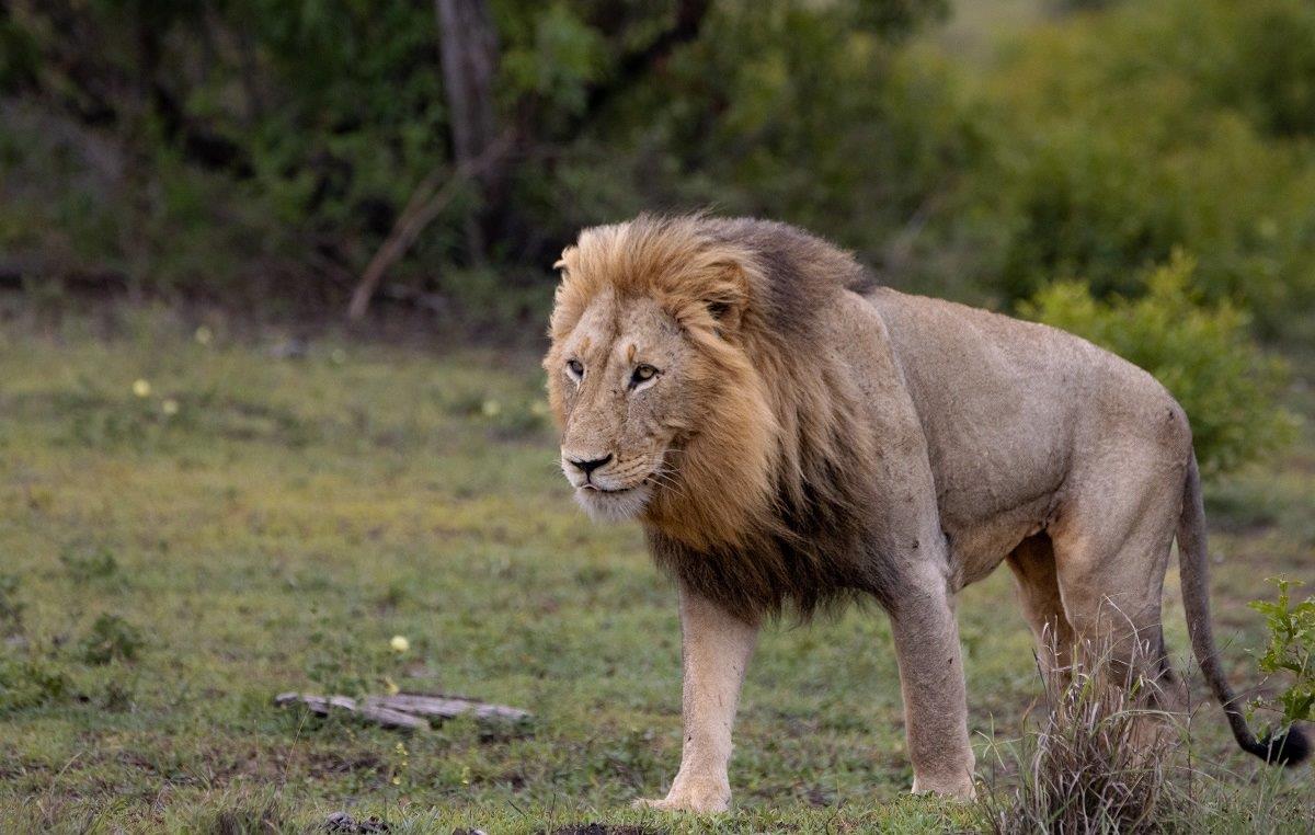 Sabi Sabi Ronald Mutero Gijima Male On The Move Sabi Sabi Ronald Mutero Gijima Male On The Move