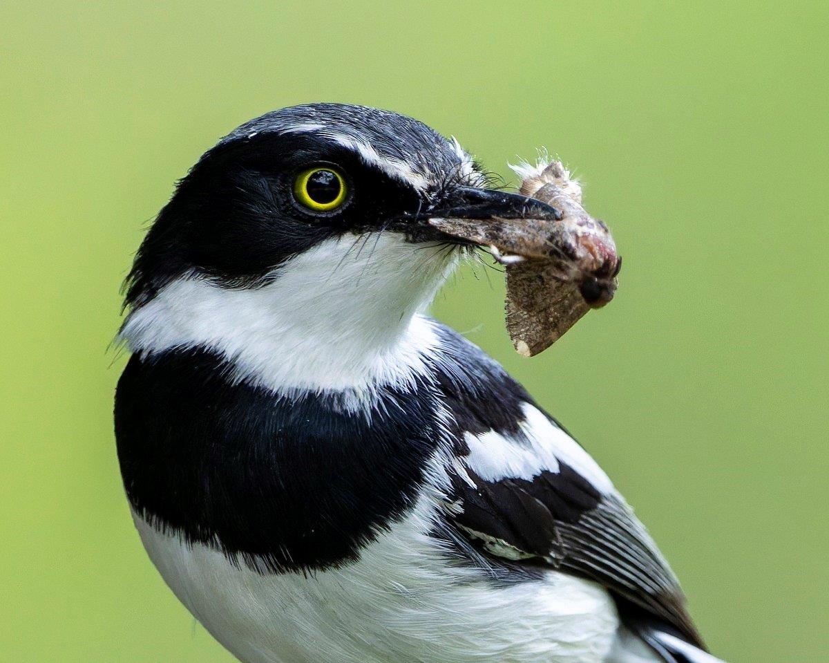 Sabi Sabi Bejamin Loon Cape Batis Sabi Sabi Bejamin Loon Cape Batis