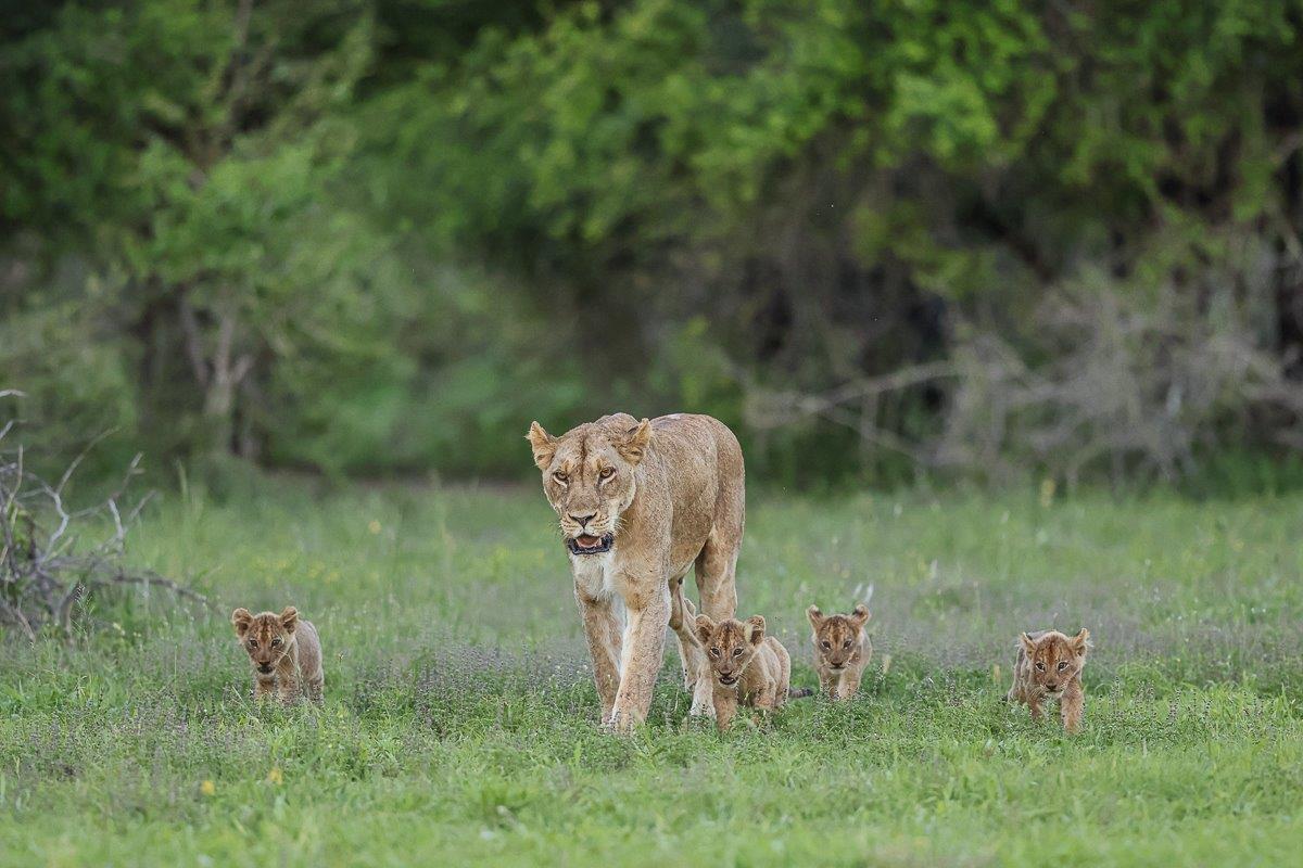 Sabi Sabi Ruan Mey Styx Pride Female With Cubs Sabi Sabi Ruan Mey Styx Pride Female With Cubs