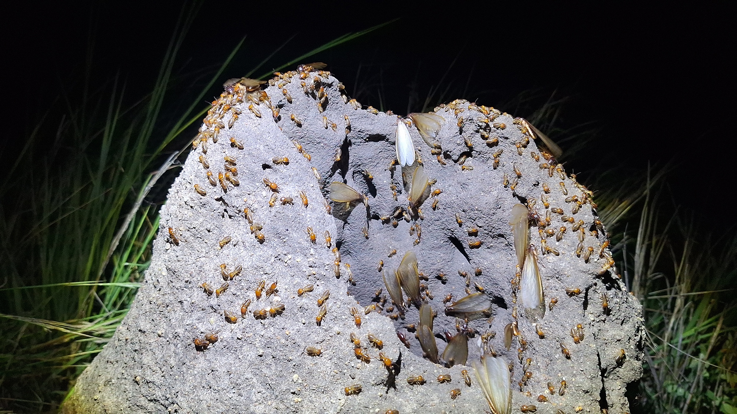 The relationship between fungus-growing termites and fungi is a textbook example of mutualism. The relationship between fungus-growing termites and fungi is a textbook example of mutualism.