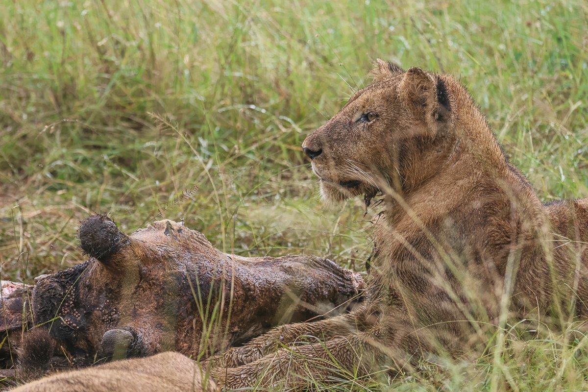 Sabi Sabi Ruan Mey Msuthlu Pride Members