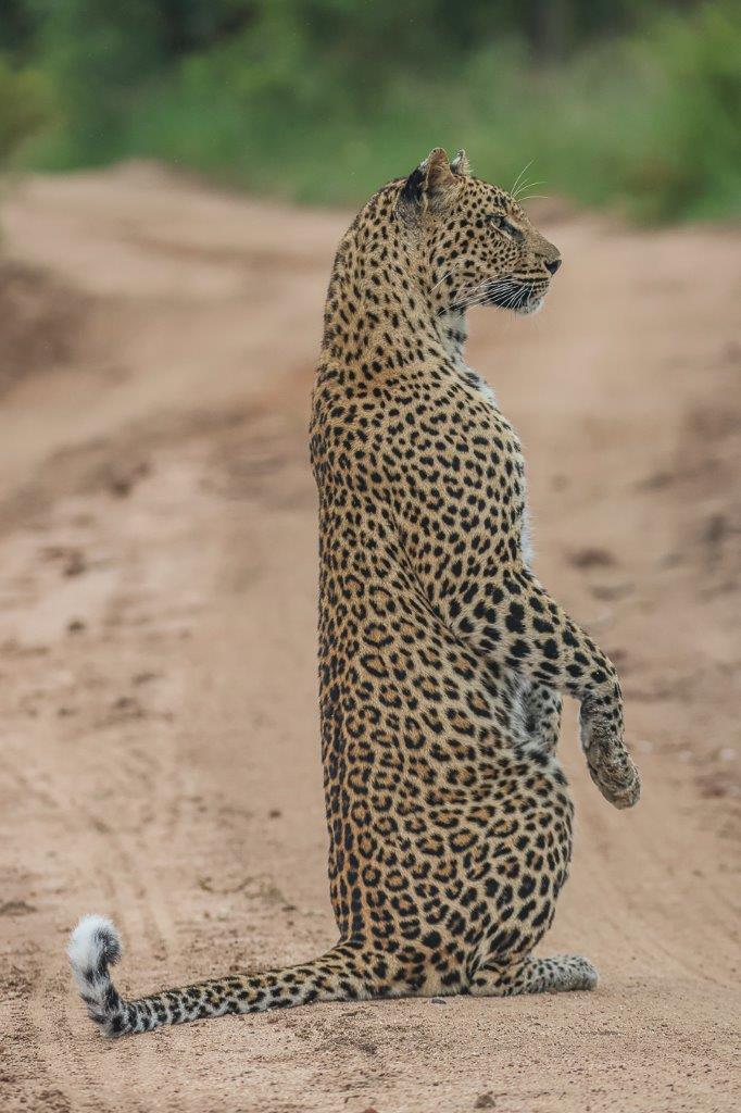 Golonyi, the female leopard, stands upright on her tail. Golonyi, the female leopard, stands upright on her tail.