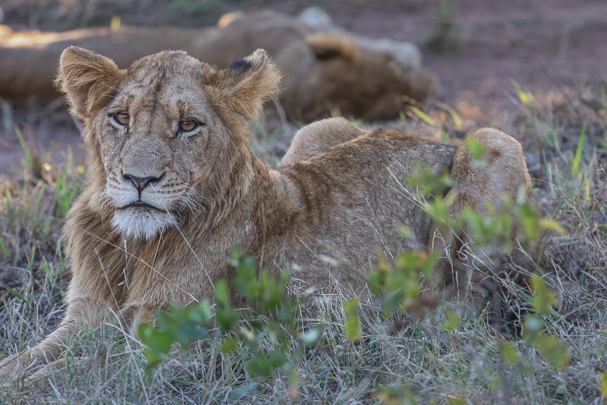 Sabi Sabi Ruan Mey Sp Sabi Sabi Ruan Mey Sp