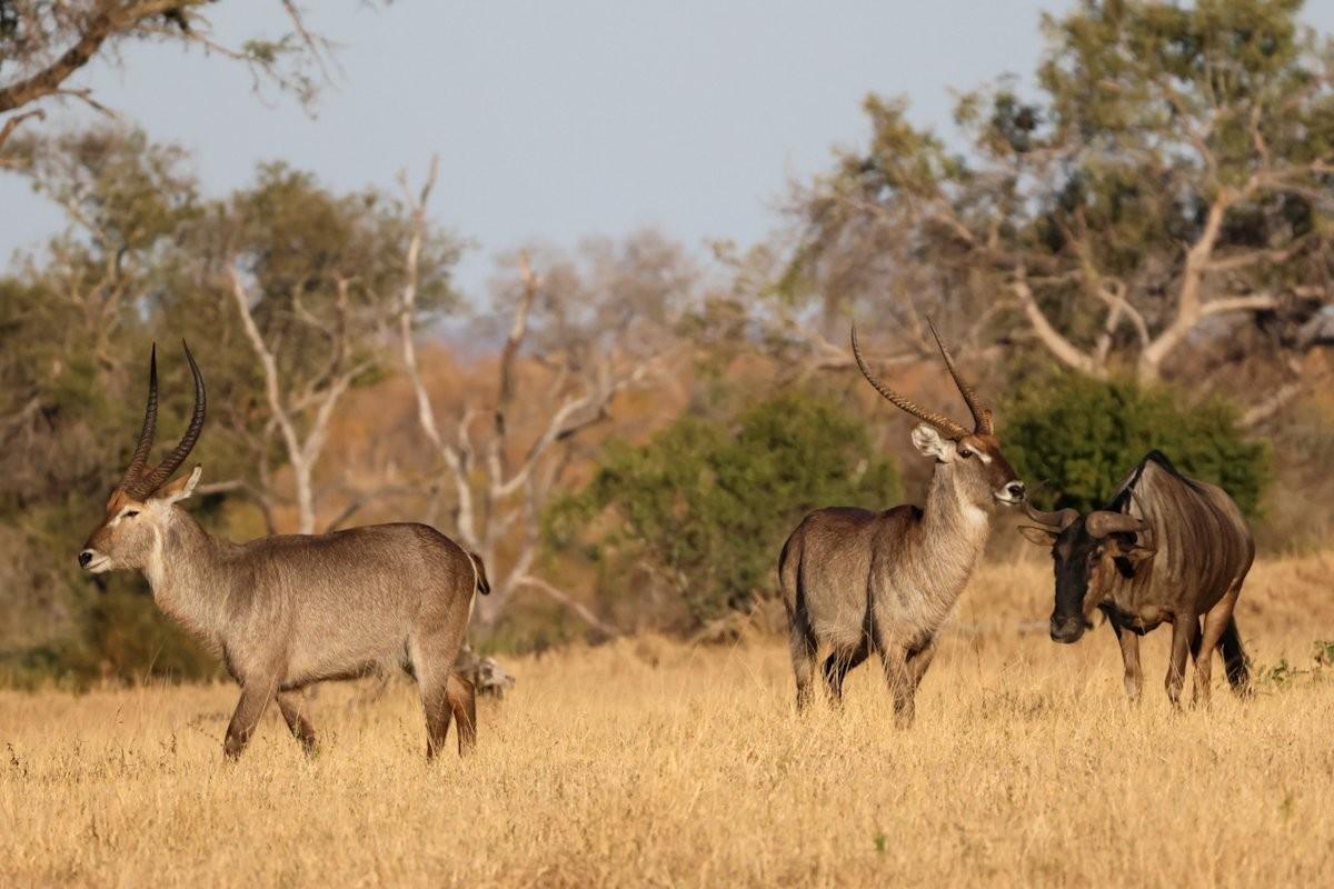 Sabi Sabi Jan Nel Waterbuck Wildebeest Sabi Sabi Jan Nel Waterbuck Wildebeest
