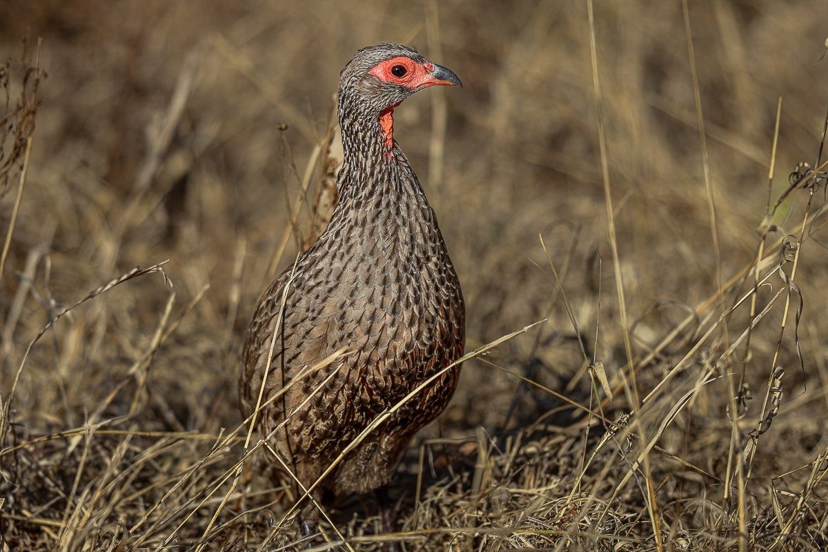 Sabi Sabi Ruan Mey Spurfowl Sabi Sabi Ruan Mey Spurfowl