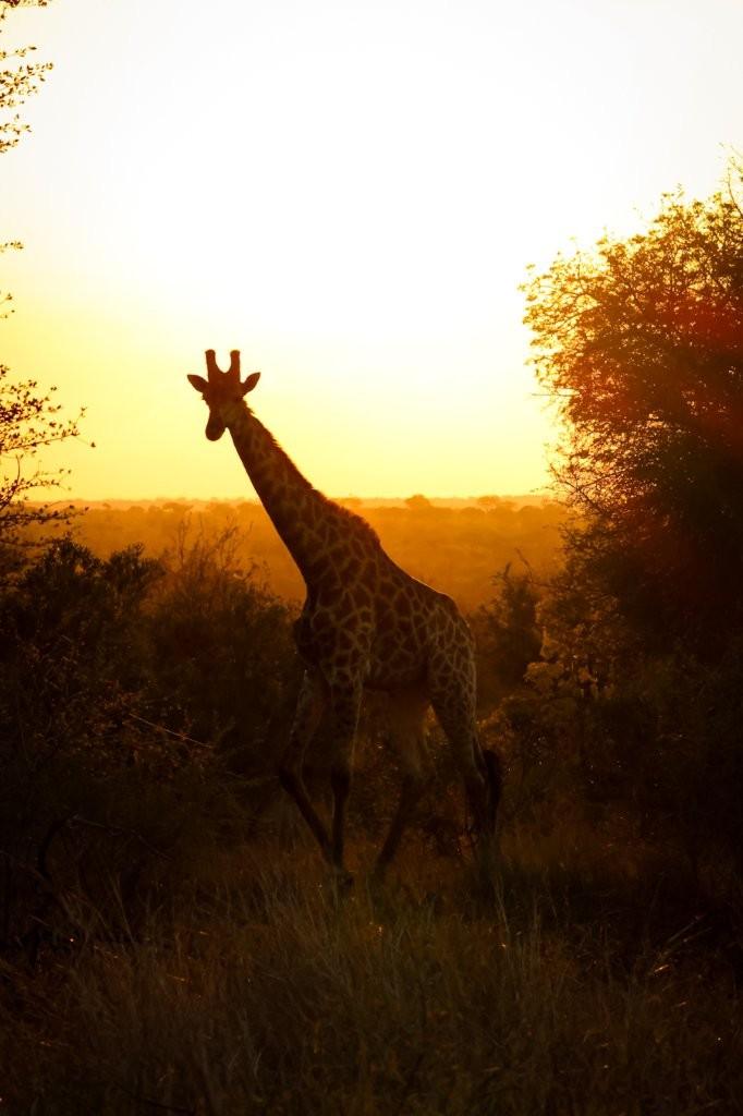 A giraffe meanders through the bush suring sunset. A giraffe meanders through the bush suring sunset.
