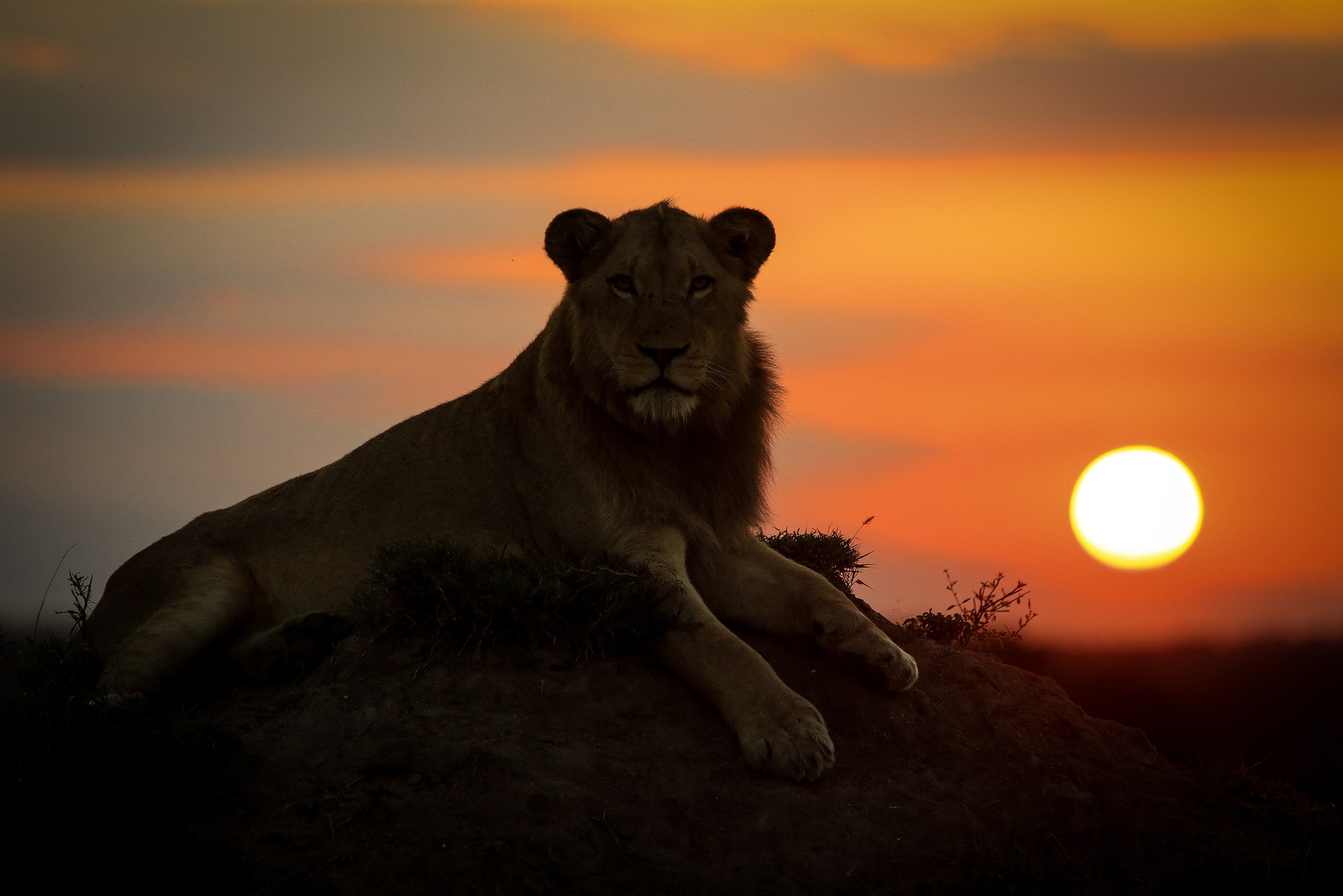 A lion is silhouetted by the setting sun.