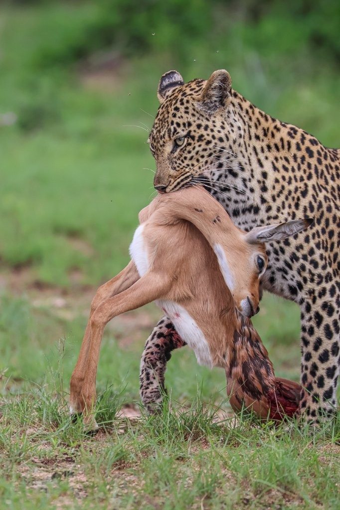 The leopard, Tengile, with an impala kill. 