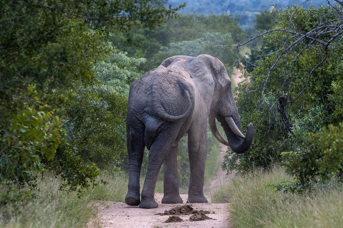 A lone bull elephant standing in the road.