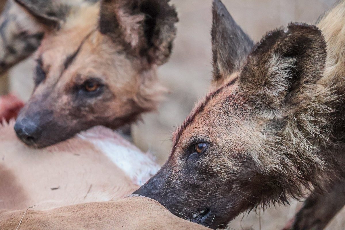 Sightings of wild dogs are more than just exciting, they are deeply meaningful. 