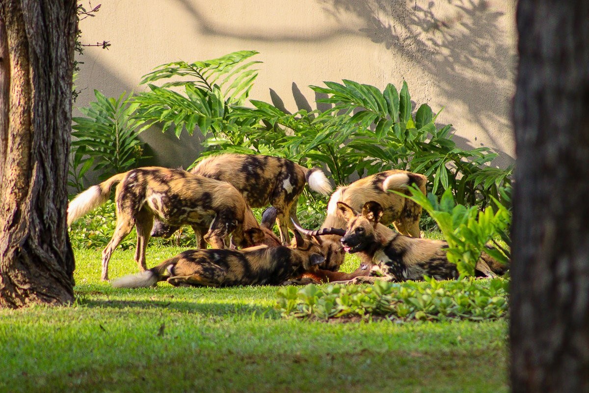 The pack of wild dogs feeding on their fresh kill just outside Suite 4