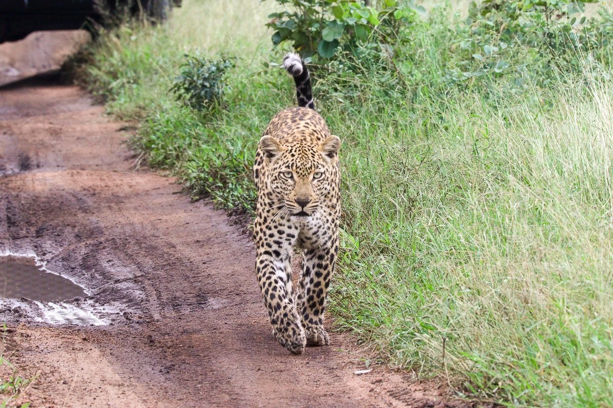 Tengile leopard scent marking territory after rainfall.