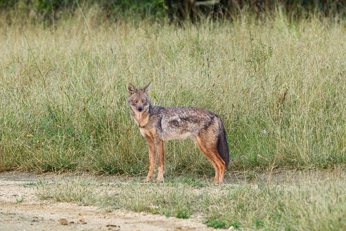 Side-striped jackal moving carefully through tall grass while searching for food at dusk