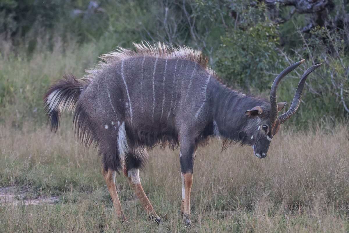 Nyala bull displaying dominance behaviour with raised crests and flared neck hair