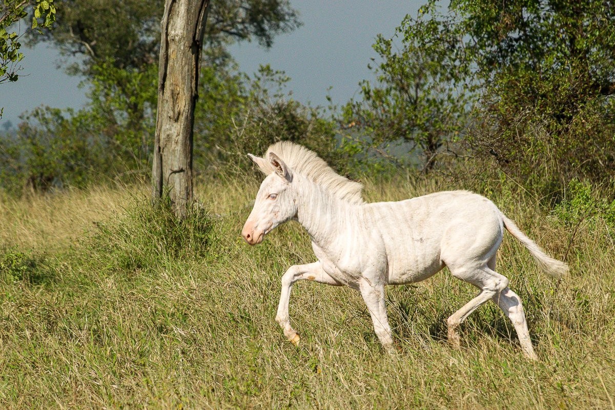 Rare leucistic zebra foal walking closely behind its mother in the reserve
