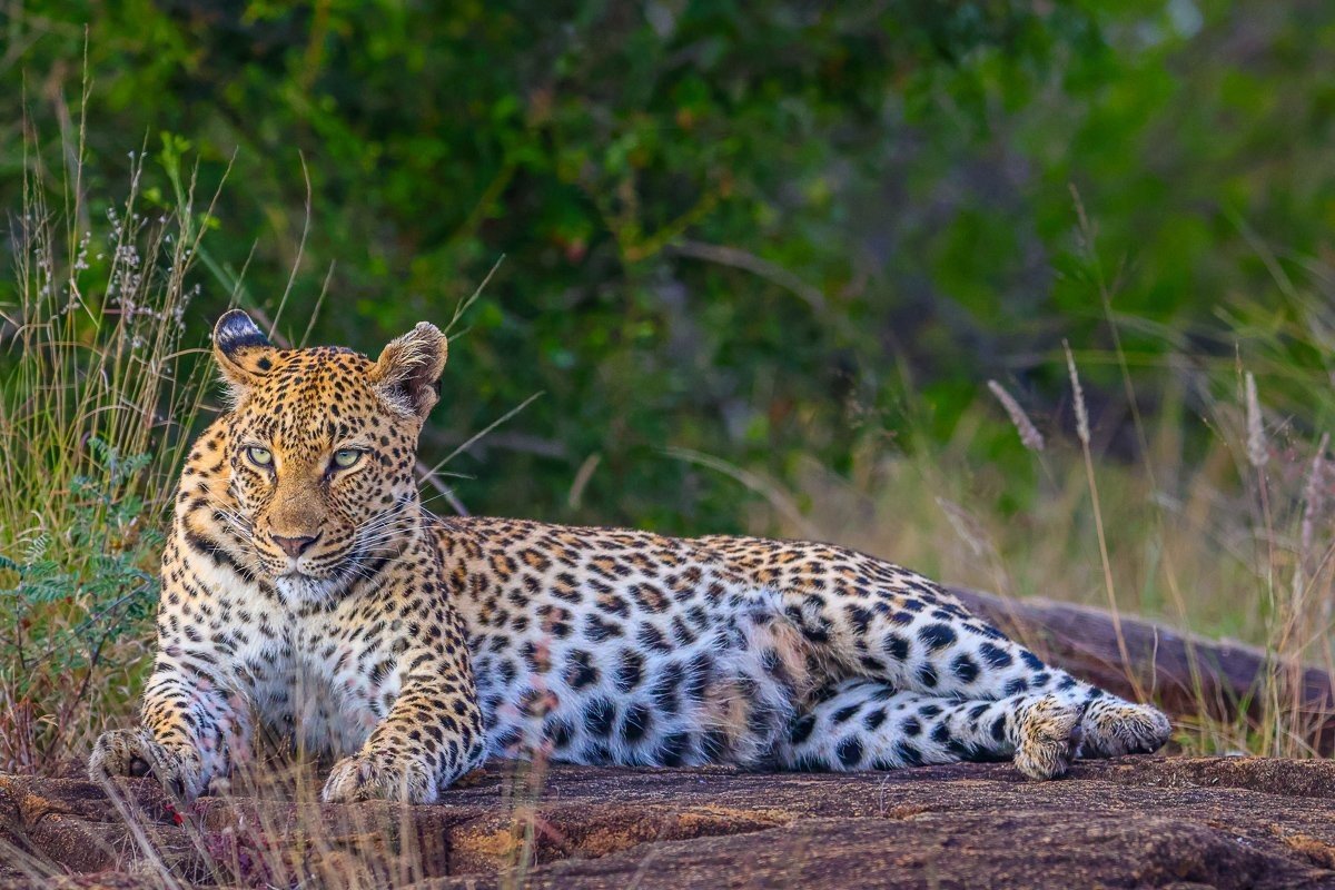 Golonyi leopard moving through the reserve after feeding to return to her cubs