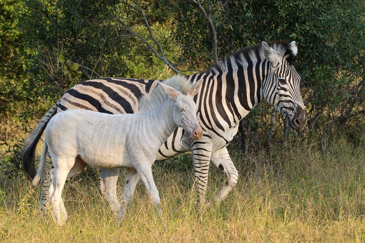 White zebra foal glancing back while following its herd towards a waterhole.
