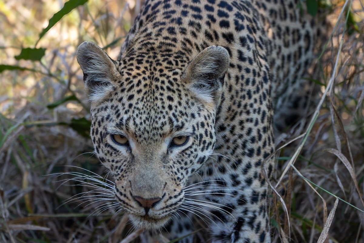 Jacana female leopard guarding her impala kill while watching nearby hyenas.