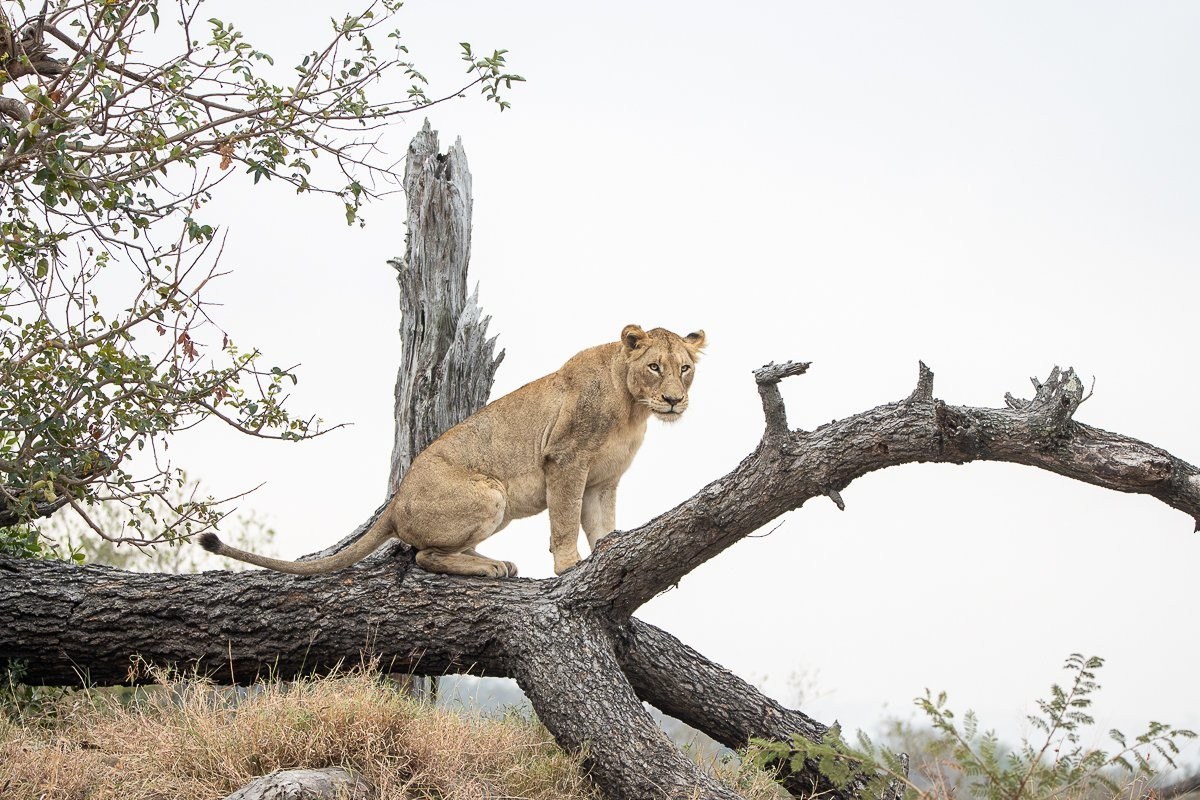 N'waswishaka male lions relaxing near the Msuthlu Pride after feeding.