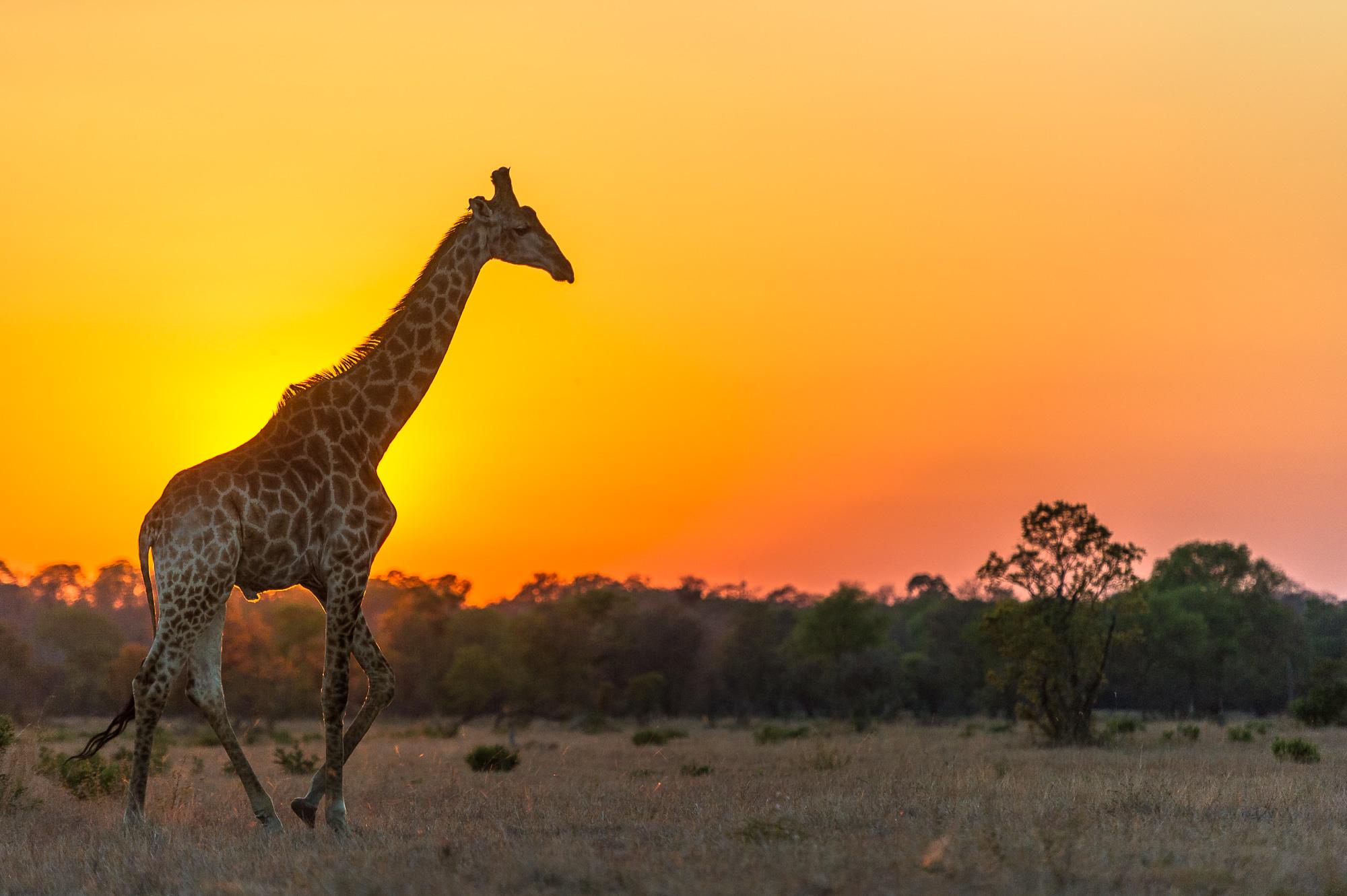 A giraffe walks past the setting sun
