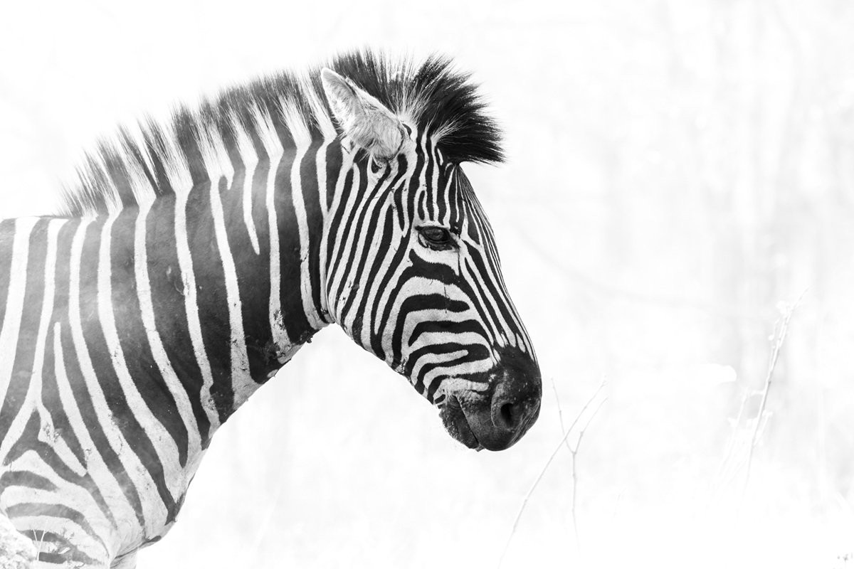Sabi Sabi Benjamin Loon Zebra In Smoke After Seasonal Burn