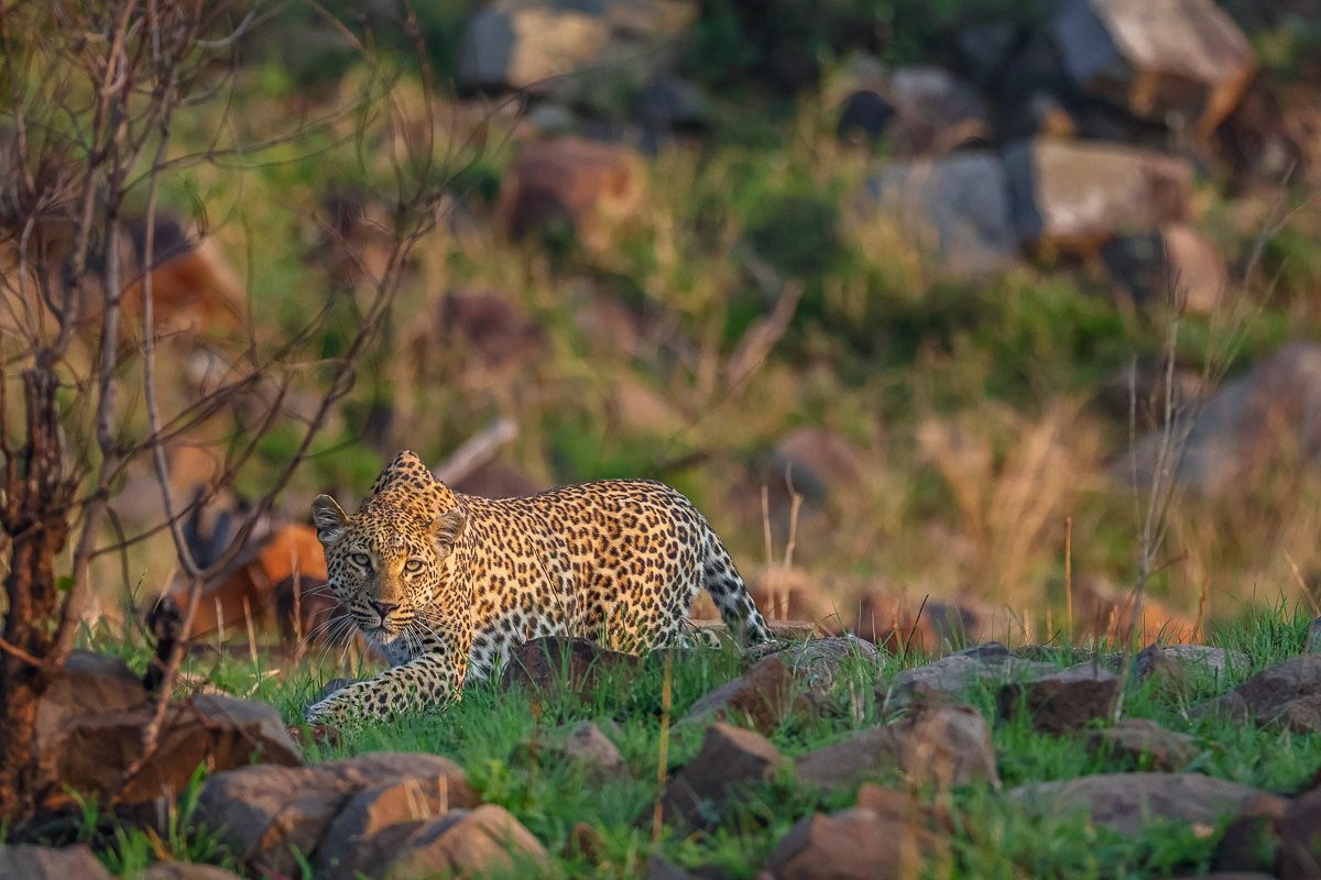 Sabi Sabi Ruan Mey Golonyi Leopardess Resting After Hunt