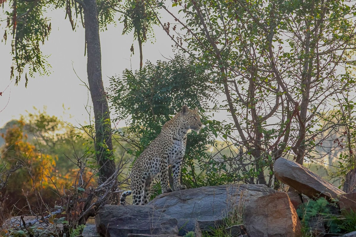 Sabi Sabi Ruan Mey Golonyi Leopardess Stalking Impala