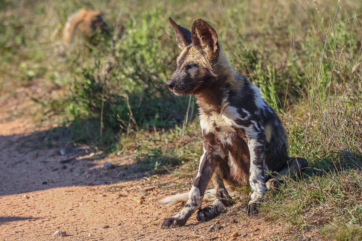 African wild dog pups playing near resting adults 