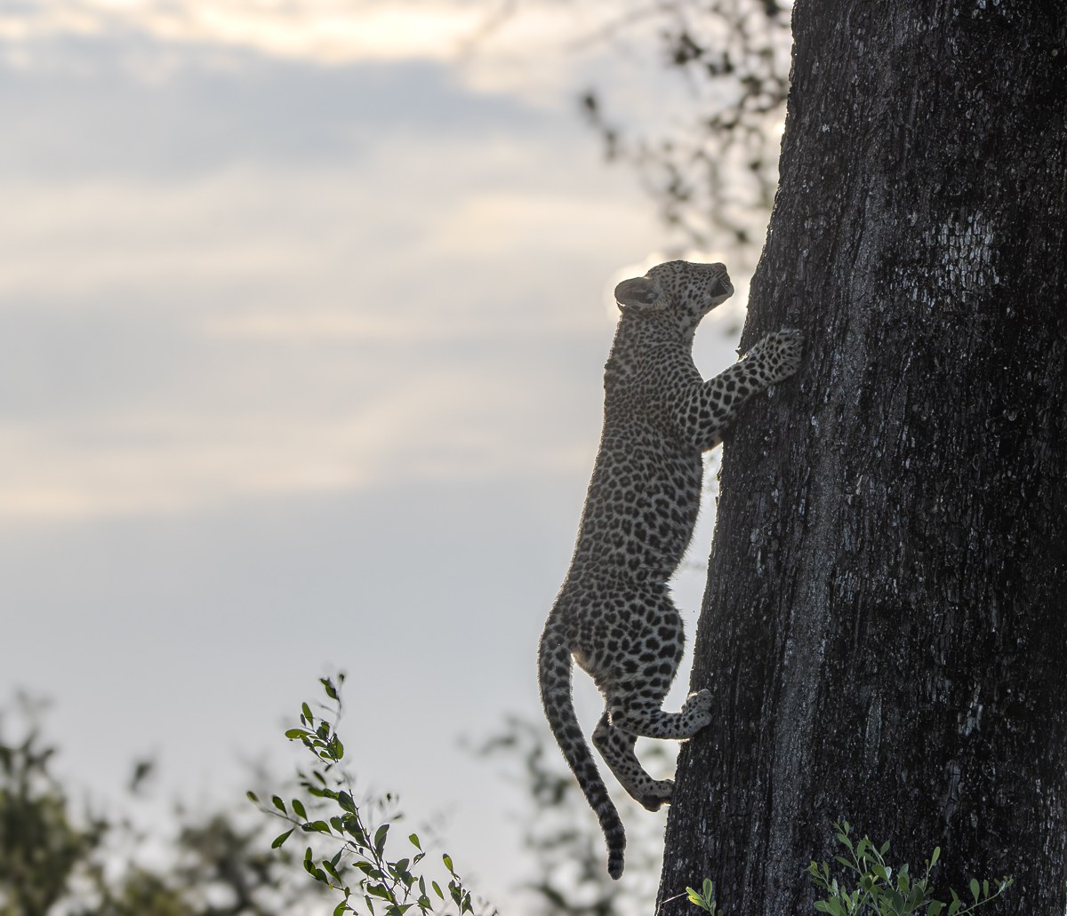 Leopard vertically ascending a tree