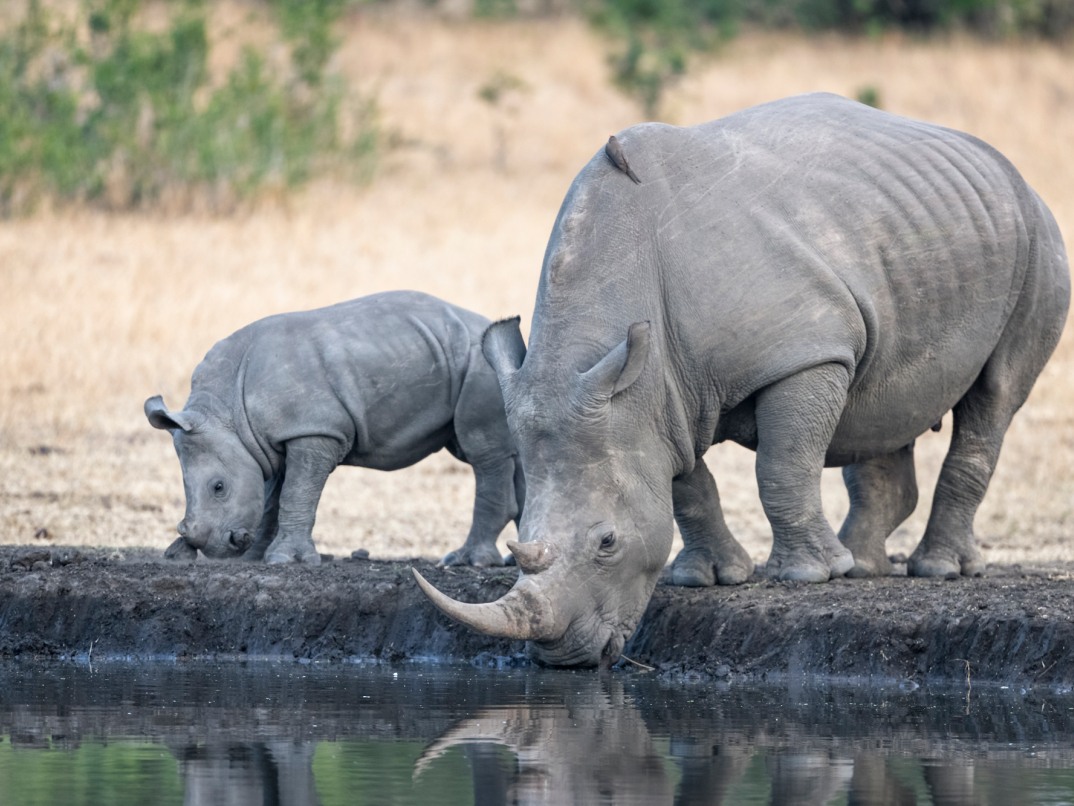 Sabi Sabi Package Family Conservation Sabi Sabi Package Family Conservation