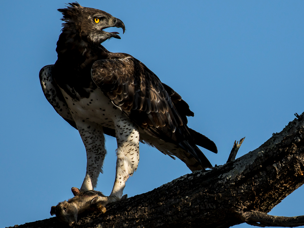Kyle   Martial Eagle Bamba 5