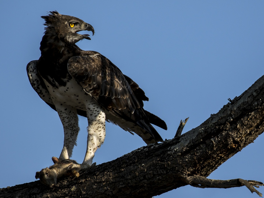 Behold the regal Martial Eagle, majestically perched with its meal. Behold the regal Martial Eagle, majestically perched with its meal.