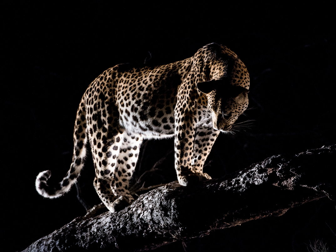 Leopard. 270 Leopard. 270