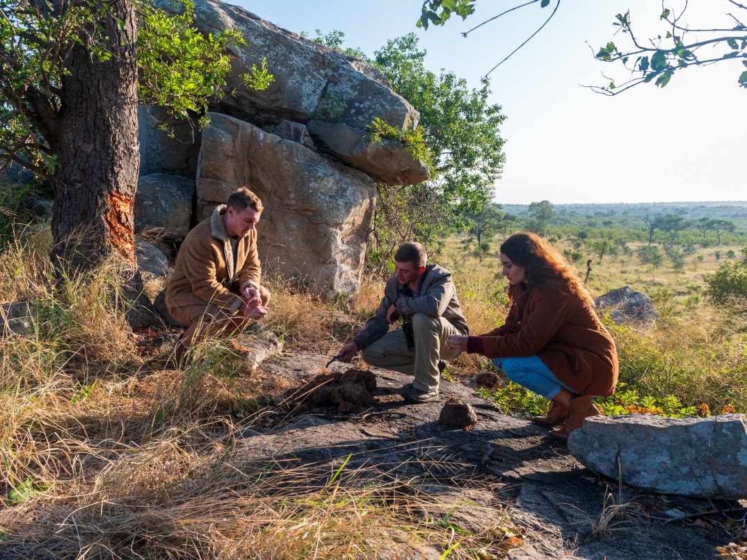 Expert guide identifying elephant dung on a safari walk. Expert guide identifying elephant dung on a safari walk.