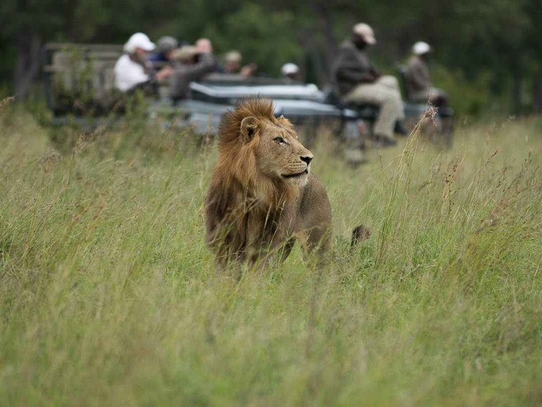 OnSafari 60 P OnSafari 60 P