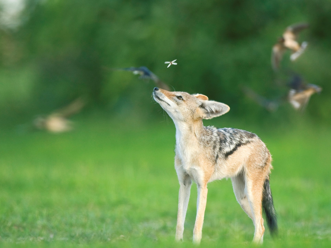 General Wildlife  85