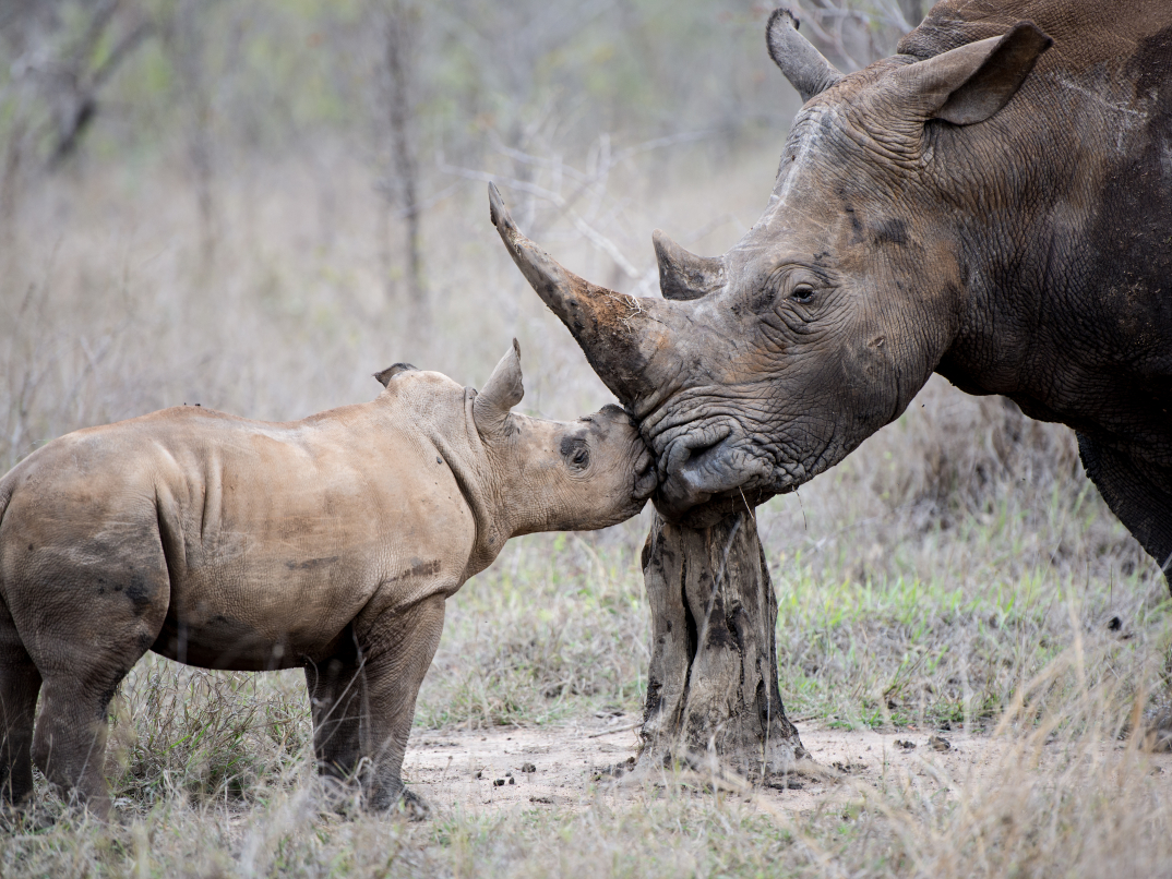 Mothers Touch