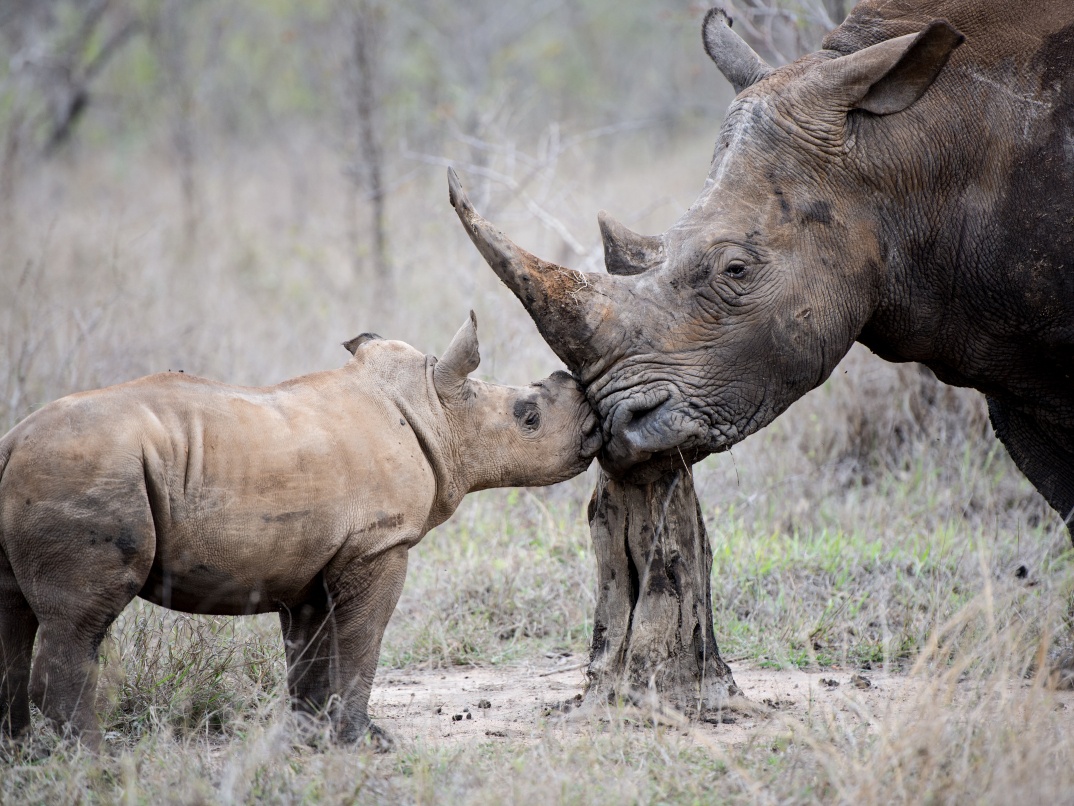 Intimate interaction between the Rhino cow and her calf.