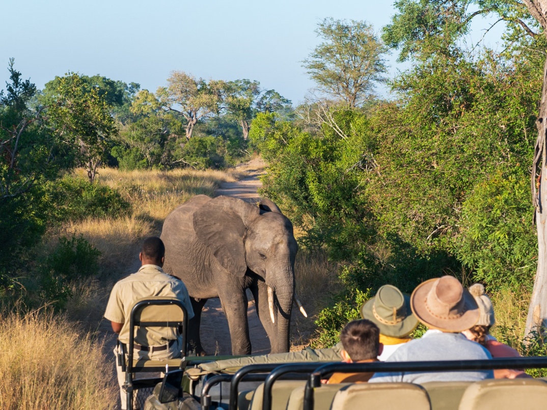 Encounter elephants on a Sabi Sabi safari game drive, a thrilling encounter. Encounter elephants on a Sabi Sabi safari game drive, a thrilling encounter.