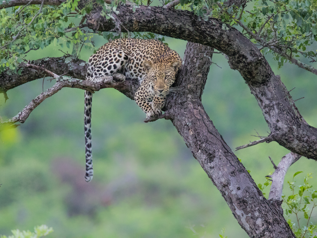 LeopardinTree AWS Exclusive
