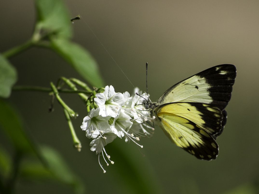 Closeup image of a butterfly at Sabi Sabi Closeup image of a butterfly at Sabi Sabi
