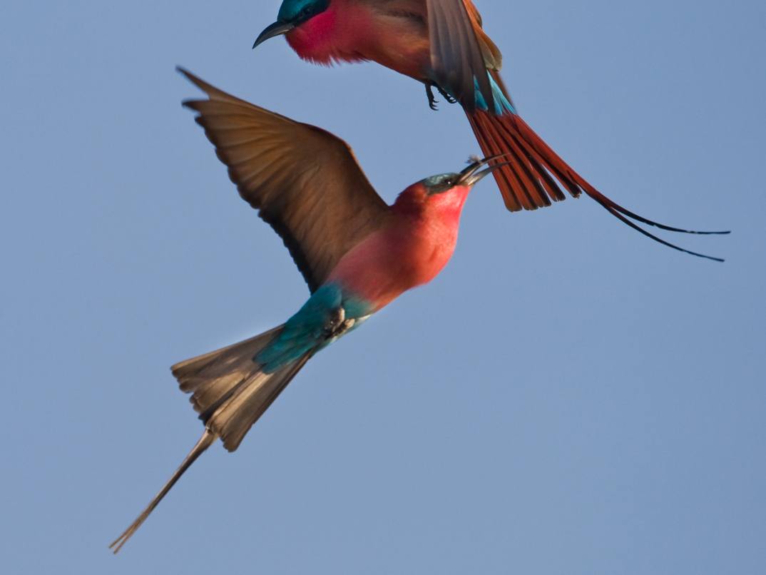 Graceful mid-air dance of two Southern Carmine Bee-eaters. Graceful mid-air dance of two Southern Carmine Bee-eaters.