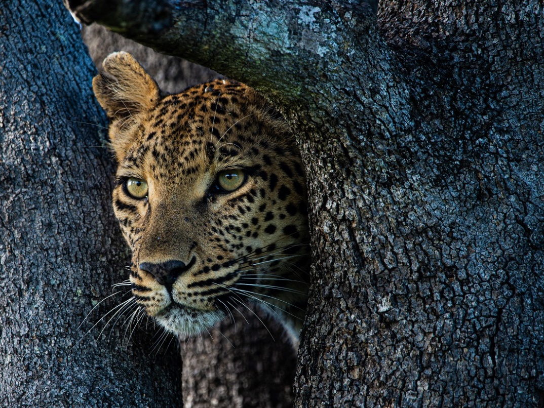 The majestic face of a Leopard spotted in a tree in Sabi Sabi. The majestic face of a Leopard spotted in a tree in Sabi Sabi.
