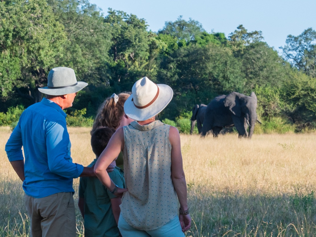 Family on an exclusive guided walking safari encounters two magnificent elephants. Family on an exclusive guided walking safari encounters two magnificent elephants.