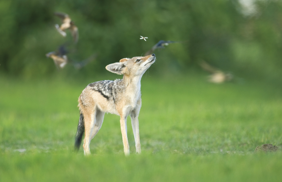 General Wildlife  85